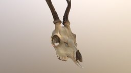 Roe Deer Skull skeleton, bone, dead, deer, head, roe, roedeer, skull, animal