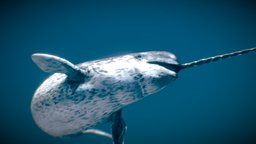 Narwhal ♂ unicorn, fish, fishing, dolphin, ocean, narwhal, whale, dolphins, mammals, beluga, whales, ocean-creatures, oceanlife, sea, seaanimals