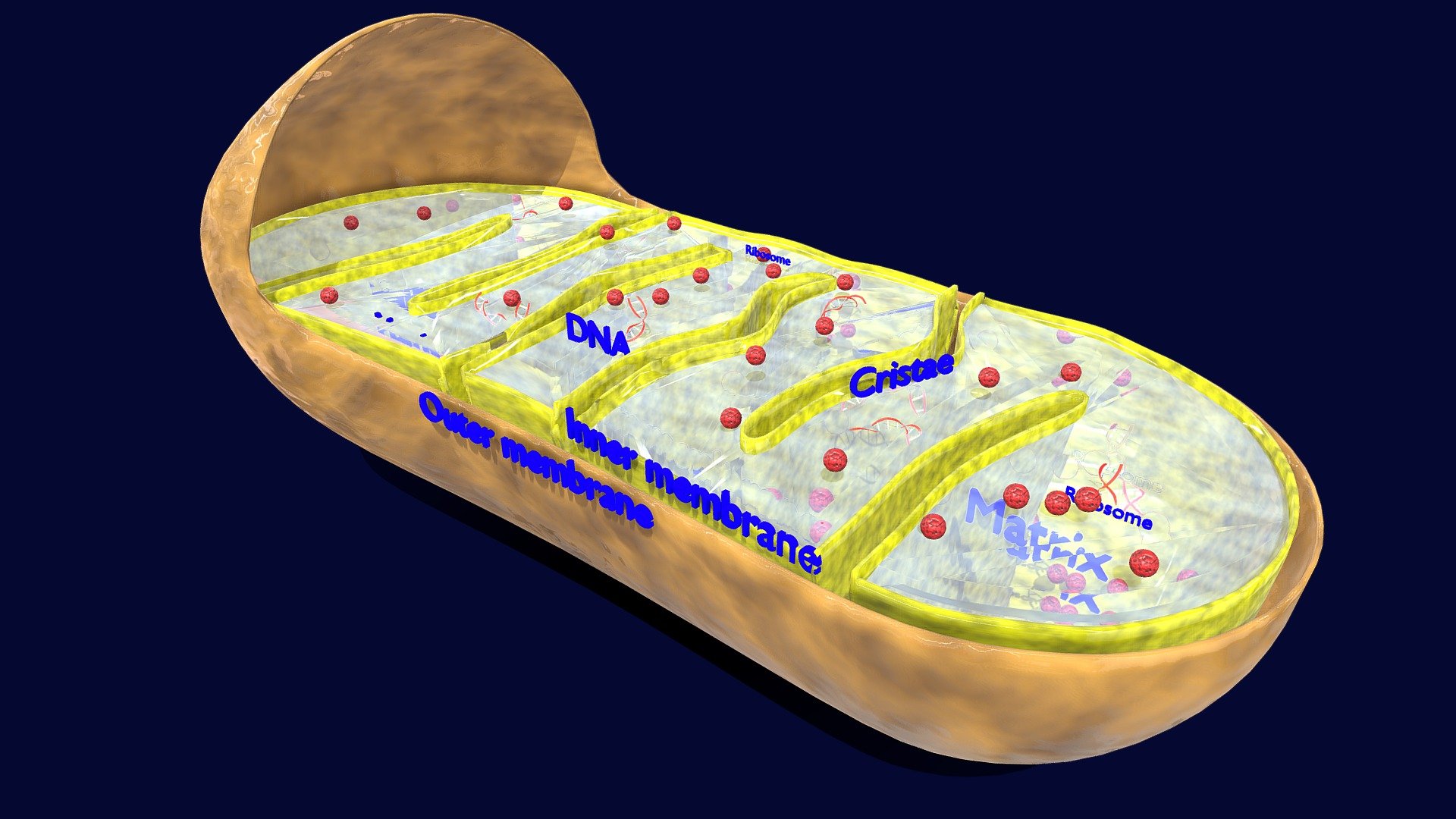 https://youtu.be/GB-EBzmjDTA    https://youtu.be/aNbzyHkDQrM
A blend file model of the Mitochondria (the subcellular organelle that generates energy molecule ATP from glucose). All the parts are neatly labelled and medically accurate. The parts shown in this model are membrane (inner and outer), cristae, matrix, DNA, ribosomes. A teaching model for science students - Mitochondria Microscopy detailed labelled - Buy Royalty Free 3D model by Deepankar.Parmar 3d model