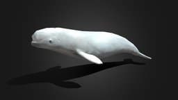 Low Poly Baby Beluga Whale fish, mammal, vr, ar, arctic, beluga, beluga-whale, lowpoly, animal, animated, textured, rigged, sea, belugawhale