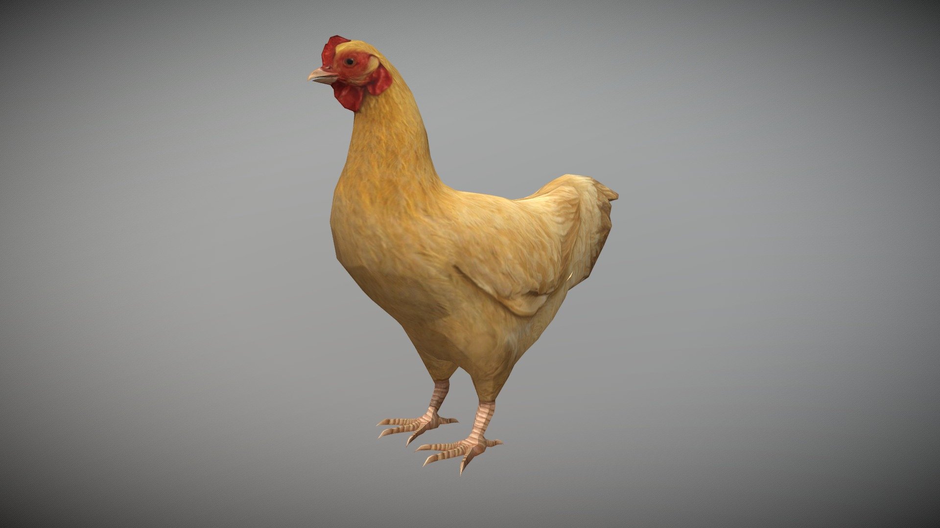WATCH = https://youtu.be/6MZWp7julbM

3D Realistic Hen Chicken with Animations

PACKAGE INCLUDE




High quality polygonal model, correctly scaled for an accurate representation of the original object.

Model is built to real-world scale.

Many different format like blender, fbx, obj, iclone, dae

No additional plugin is needed to open the model.

3d print ready in different poses

Separate Loopable Animations

Ready for animation

High Quality materials and textures

Triangles = 1561

Vertices = 784

Edges = 2343

Faces = 1561

ANIMATIONS




Idle

Walk

Eat

3D PRINT POSES ( STL  OBJ )




Stand

Stand side look

Look Down

One Foot 1

One foot 2

Eat

Walk
 - Hen chicken Animated - Buy Royalty Free 3D model by Bilal Creation Production (@bilalcreation) 3d model