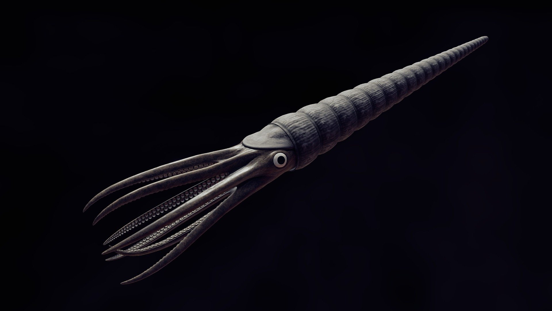 Everyone's second favourite ordovician cephalopod.

Skeletal Mid-poly PBR. Includes High-poly files, animation.

Another version of this model:
https://sketchfab.com/3d-models/cameroceras-c5ac67a75f7c4c34870702f35b71750f

Collection of my historical models:
https://sketchfab.com/avatrass/collections/historical-item-models - Cameroceras [Animated] - Buy Royalty Free 3D model by avatrass 3d model