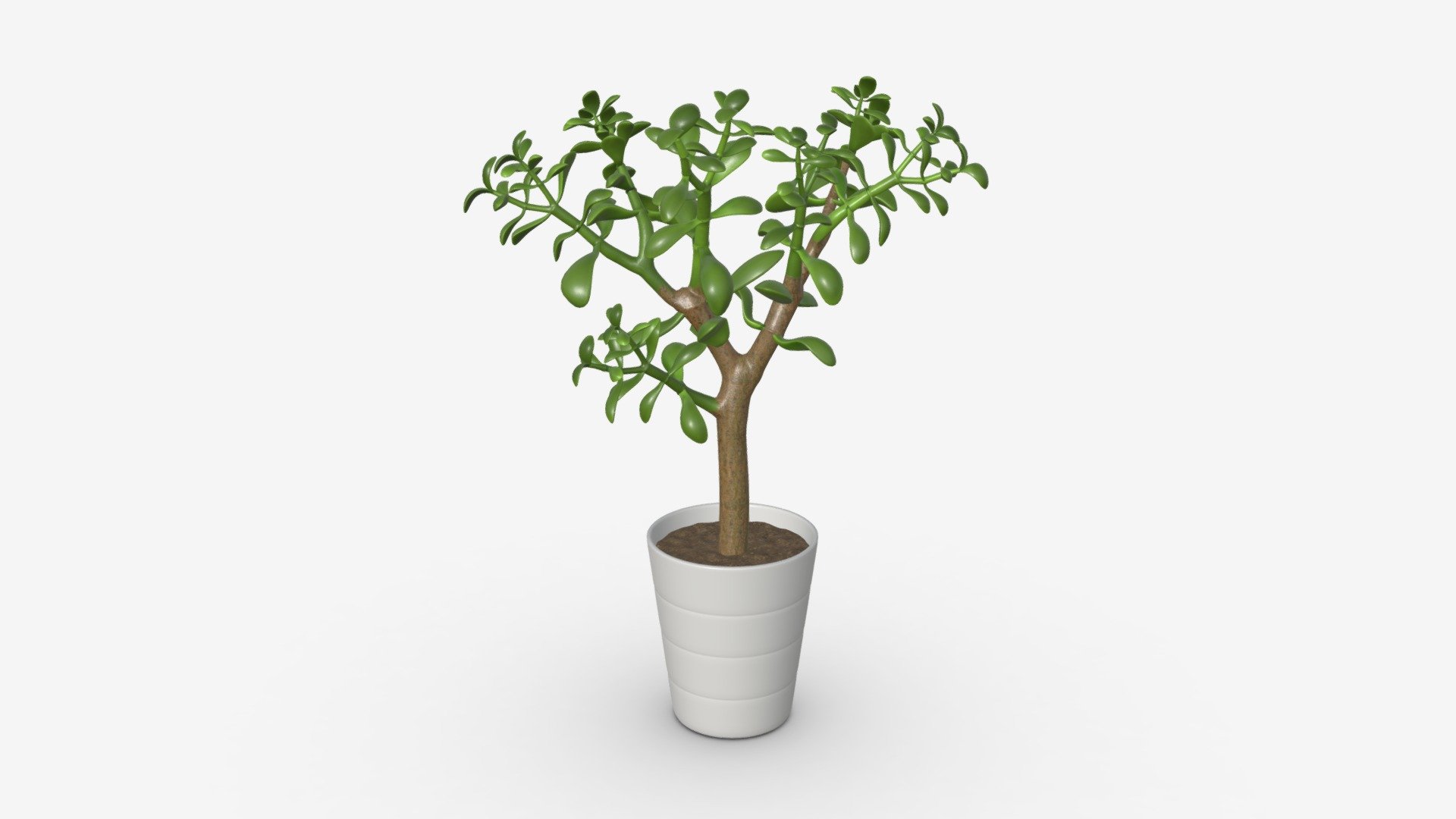 Plant crassula - Buy Royalty Free 3D model by HQ3DMOD (@AivisAstics) 3d model