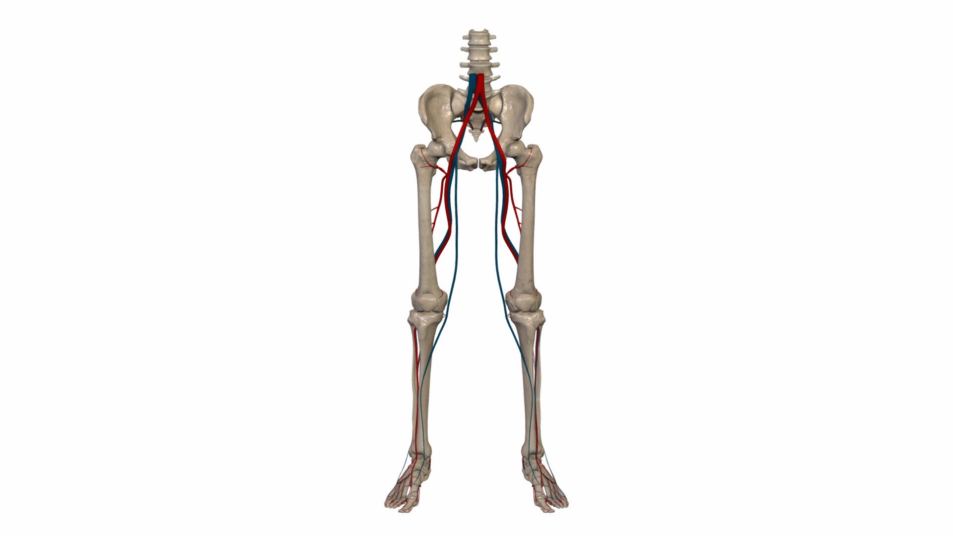 Kājas asinsvadi - 3D model by Anatomy Next (@a4s) 3d model