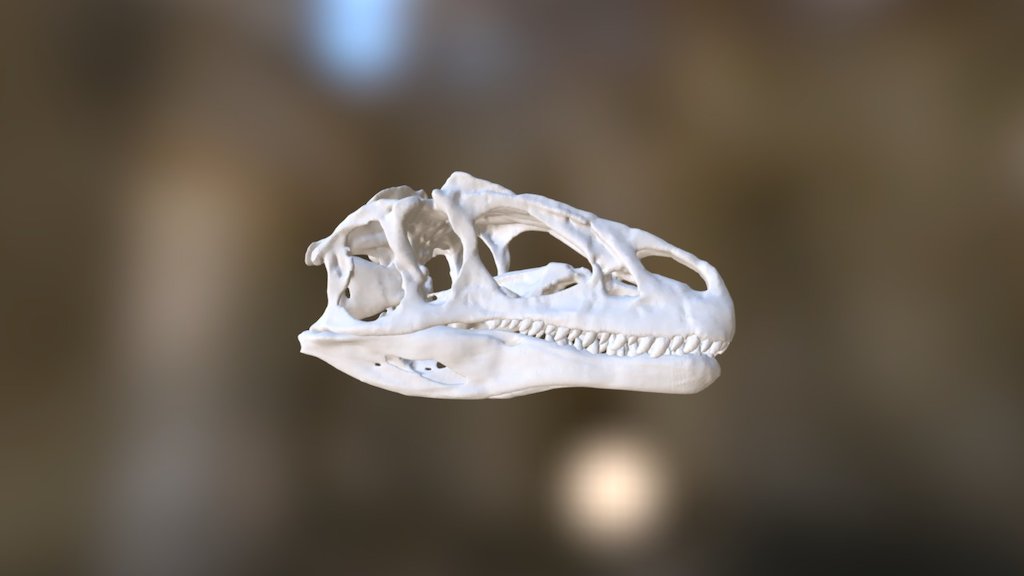 Allosaurus fragilis.Theropod dinosaur that lived 155 to 150 million years ago during the late Jurassic period.

Citations:Lautenschlager S (2015) Estimating cranial musculoskeletal constraints in theropod dinosaurs. Royal Society Open Science 2: 150495. http://dx.doi.org/10.1098/rsos.150495

Thanks to S. Lautenschlager  for sharing the original file.

You can see a 3D printing model here:https://www.youtube.com/watch?v=FL0tFeCvSXc - Allosaurus skull and jaw 3d model