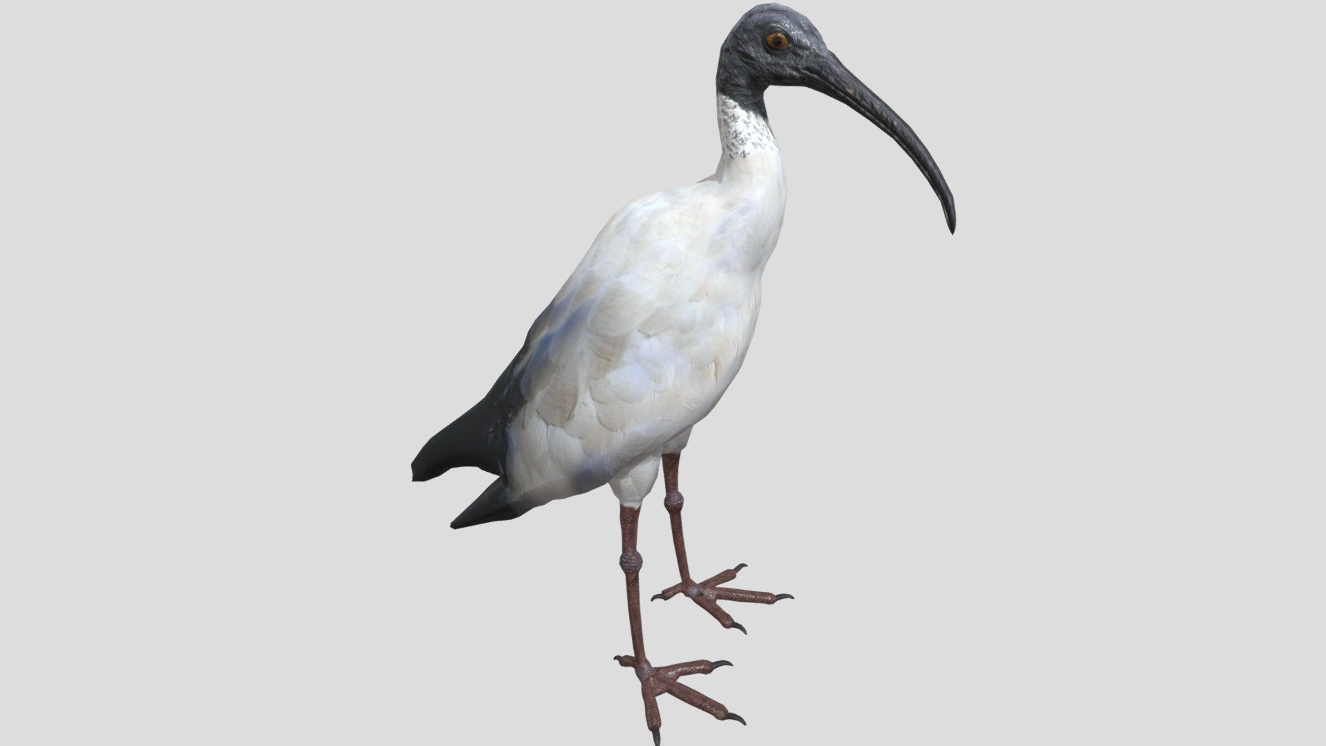 Digital 3d model of Australian Ibis

The product includes:

-The model is one single object

-All textures and materials are mapped in every format.

-Textures JPEG- color,normal and roughness maps

-Texture size 2048 x 2048 pxls.

-No special plugin needed to open scene 3d model