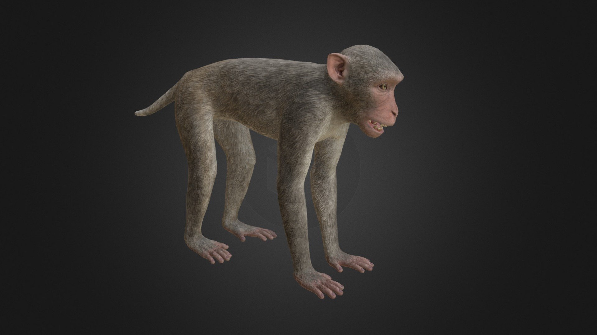Game-ready model of rhesus macaque monkey with PBR textures 3d model