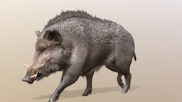 Boar Walkcycle Animated forest, pig, pet, walking, wild, brown, boar, piggy, farm, wildlife, walkcycle, wildboar, animal, wildanimals