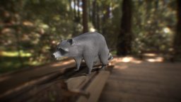 Racoon Low-Poly