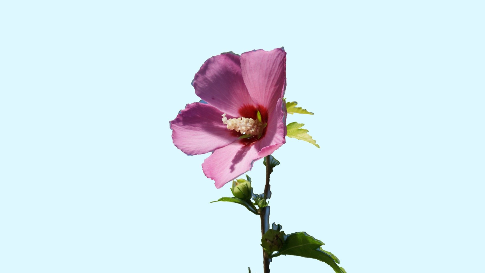 If you buy this model you will get the high poly 1 million polygons version with an 8K texture plus the lightweight model for AR or real-time with a 4K texture.

Hibiscus syriacus is a species of flowering plant in the mallow family, Malvaceae. It is native to south-central and southeast China, but widely introduced elsewhere, including much of Asia.

It was given the epithet syriacus because it had been collected from gardens in Syria.

Common names include the Korean rose (in South Korea), rose of Sharon (especially in North America), Syrian ketmia, shrub althea, rose mallow (in the United Kingdom), and rosa de Sharon (in Brazil).

It is the national flower of South Korea and is mentioned in the South Korean national anthem.

 - Scan of a Korean Rose - Hibiscus Syriacus - Buy Royalty Free 3D model by riccardogiorato 3d model