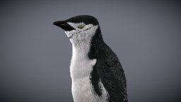 Chinstrap Penguin bird, birds, ice, animals, penguin, wings, feather, antarctica, chinstrap, chinstrappenguin