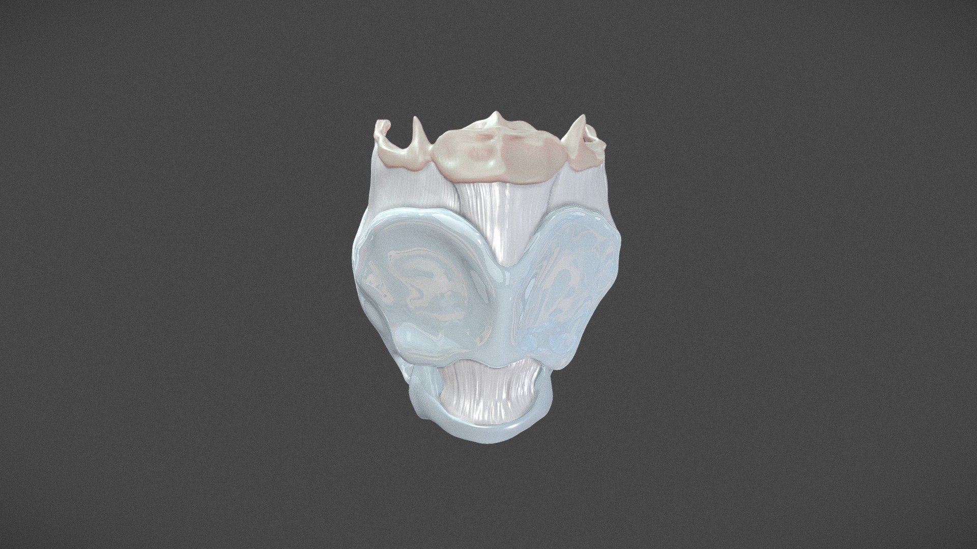 Highly anatomically accurate model of the larynx including cartilage and ligaments
Sculpted in ZBrush based on CT data.
Optomized model

© Hannah Bryce Ely, CMI - Larynx - Buy Royalty Free 3D model by Hannah Bryce Ely, CMI (@Hely_art) 3d model