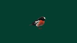 Scarlet Robin BIrds bird, birds, animals, robin, fly, creature, animation, noai, scarlet_robin, australasian_robin, petroica_boodang, petroicidae