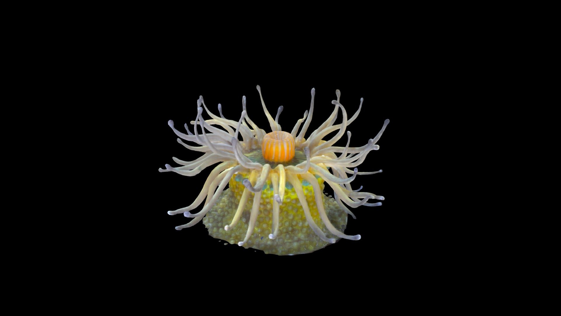 Model SC-51  of the Harvard Museum of Comparative Zoology Collection of Blaschka Marine Invertebrates. This is an ~ 4-inch glass model of a sea anemone (“Phymactis pustulata”). This species of anemone is found in the Western South Atlantic, living in intertidal zones.
           The glass model was made by the father-and-son team Rudolf and Leopold Blaschka in the late 1800s. Originally made as educational models, they are now in collections in over 50 institutions including Cornell, the Corning Glass Museum, Harvard and University College, Dublin. 
The model was made from 220 photographs with processing in Agisoft Photoscan and touch-up in Blender. (model # A2-df5-s2dec-6) - Blaschka Sea Anemone - 3D model by ARC-3D -- Peter Fried (@ARC-3D) 3d model