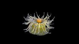 Blaschka Sea Anemone anemone, invertebrate, blaschka, marine-life, glasswork, agisoft, photoscan, photogrammetry