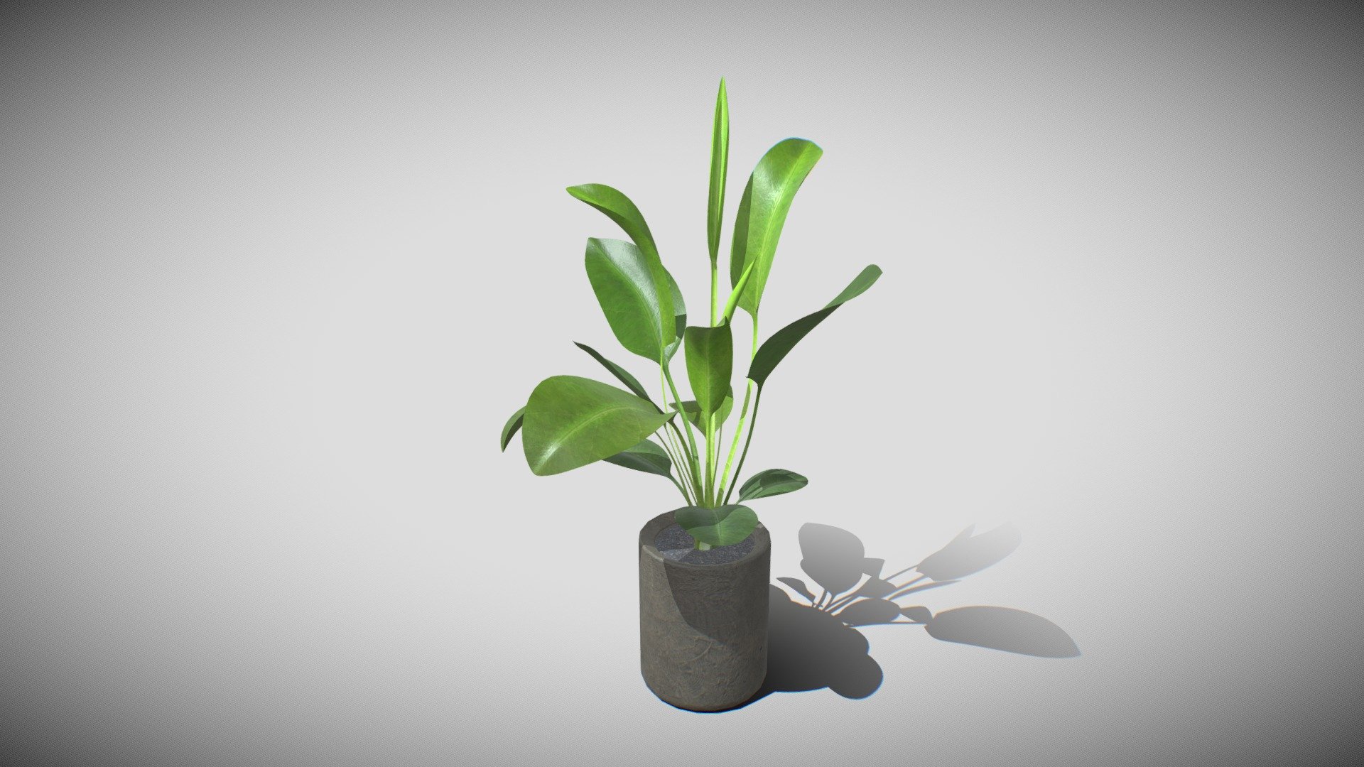 A rhyzome plant in concrete pot 3d model