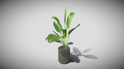 Rhyzome Plant plant, pot, leather, vegetation, interior, rhyzome