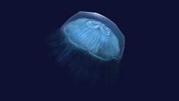 Jellyfish Aurelia marine, fish, underwater, ocean, aquarium, bay, medusa, jellyfish, jelly, jellyfish-moon, aurelia, 3d, animation, sea