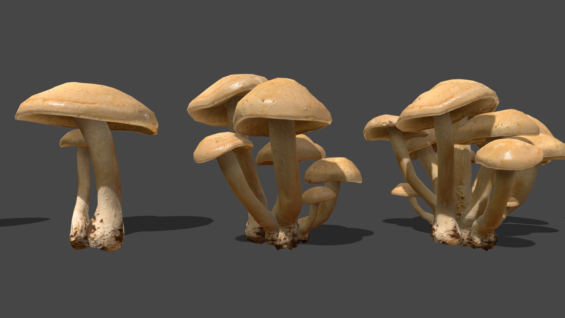 I plan to go collect all kinds of different mushrooms I can find, Here's the first one, I hope I can make a cool collection!

Contains 5 Variations of the same mesh


One mushrooms:

Triangles 896‬/ Vertices 450

4k sized texture (base color, roughness, normal map)

Quad topology (easily subdivided)



Check my other Mushrooms here



Made with Metashape, Blender, Materialize and Subtance painter


If you have any questions, contact me.

 
 


Blender cycles render example
 - Mushroom_1 - Buy Royalty Free 3D model by Zacxophone 3d model