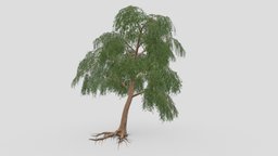 Prosopis Tree- 08