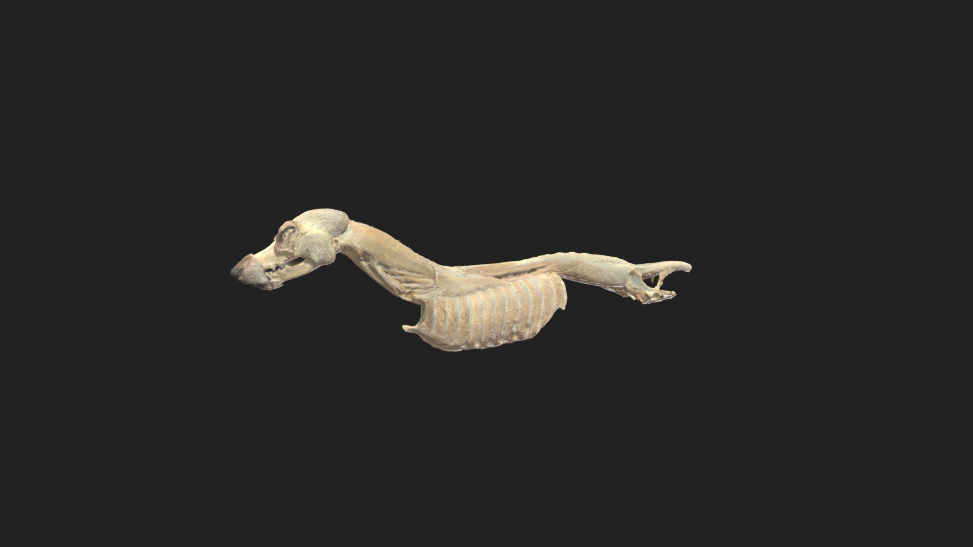superficial back muscels of a dog 

size of specimen: 687.7 x 120.7 x 114.3 mm

3D scanning performed with the structured light scanners “Artec Leo” and “Artec Space Spider” - superficial back muscels dog - 3D model by vetanatMunich 3d model
