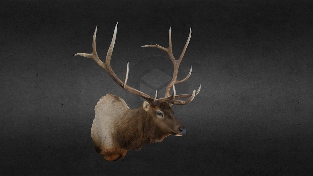 Mike Lely
Montana
2002
Rifle
472.92 cubic inches - Mike Lely Rocky Mountain Elk - 3D model by 3D Big Game (@bishoppa) 3d model