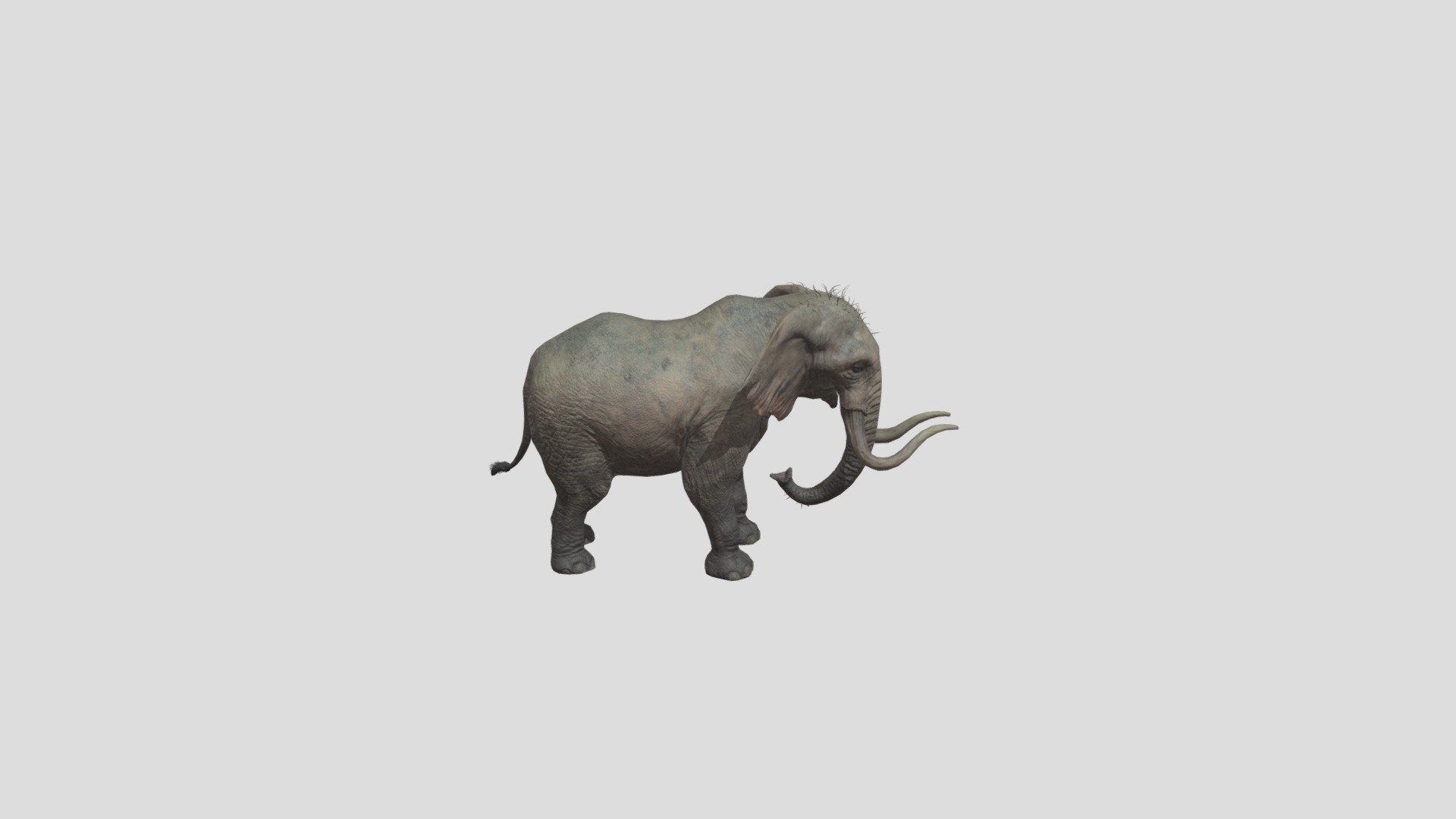 Elephant 3D Model - Elephant - Download Free 3D model by freddy1231 3d model