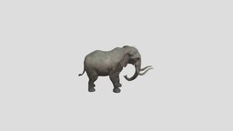 Elephant elephant, animalkingdom