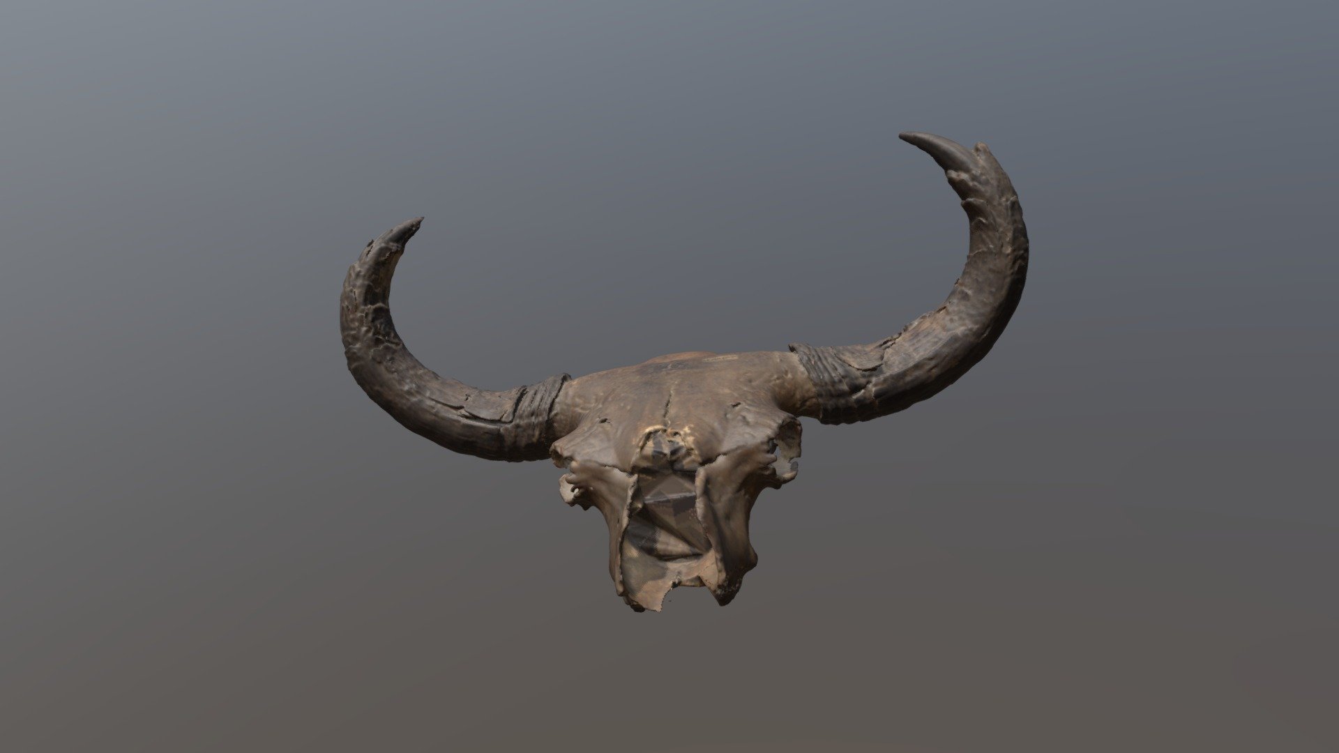 This skull of a steppe bison (Bison priscus) from Alaska was 3D scanned at the Las Vegas Natural History Museum with a Go!Scan 50 on August 8, 2018. Because of its fragile nature, the underside of the skull and the horns were not fully captured in the 3D model.Museum specimen U.A.FAM54040.  Courtesy of the Las Vegas Natural History Museum 3d model
