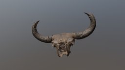 Steppe Bison Skull (VCU_3D_3810) 