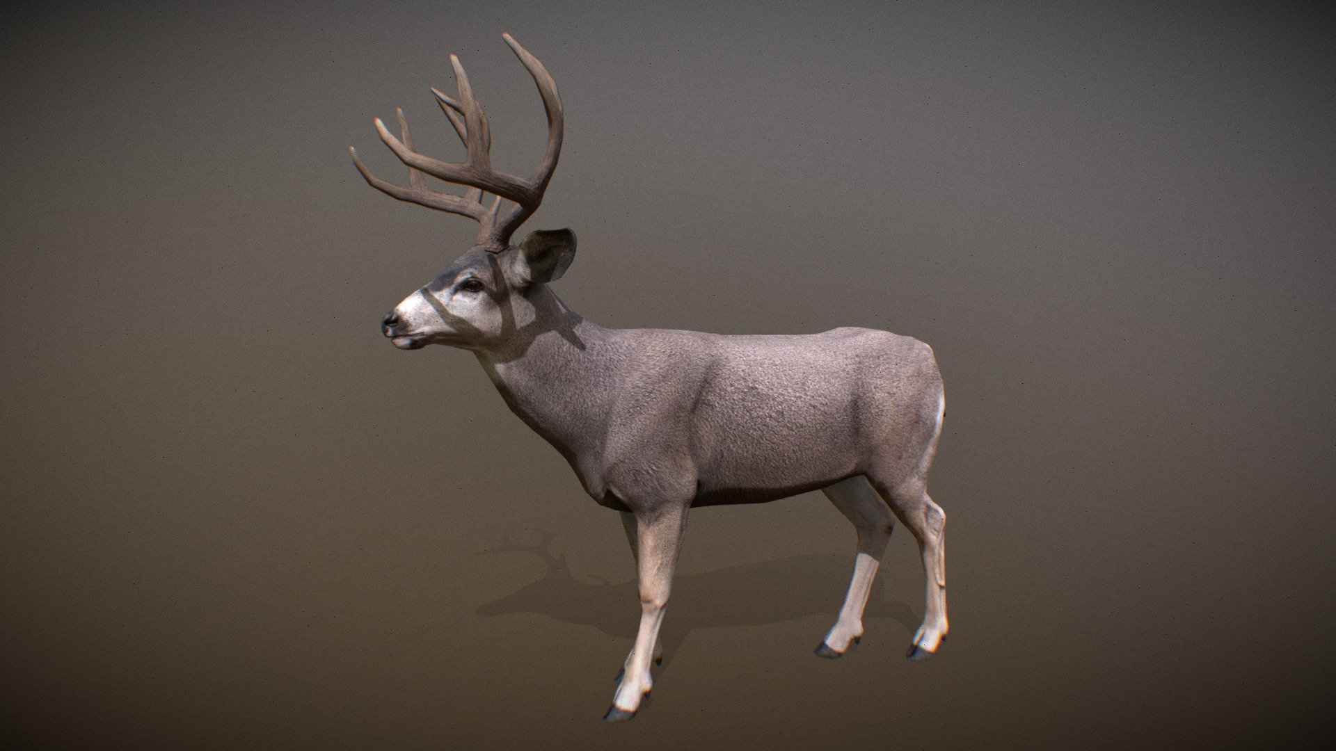 Animated realistic male Mule Deer with bone mesh, 96 animations authored at 60fps and 4k textures.

Note: Preview uses lower-res mesh (LOD1), 1K textures and only a few of the full set animations.

Get our animal in full detail, 4K textures and check the full list of animations.

Features:




male Mule Deer model

3 antler variations

bone mesh

Animations authored at 60 fps

All animations available with and without the root motion

uncompressed 4K Textures

3ds Max and Maya animation rig

LODs
 - Animalia - Mule Deer (male) - 3D model by GiM (@GamesInMotion) 3d model