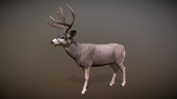 Animalia deer, quadruped, gim, mule-deer, animalia, animal, animated