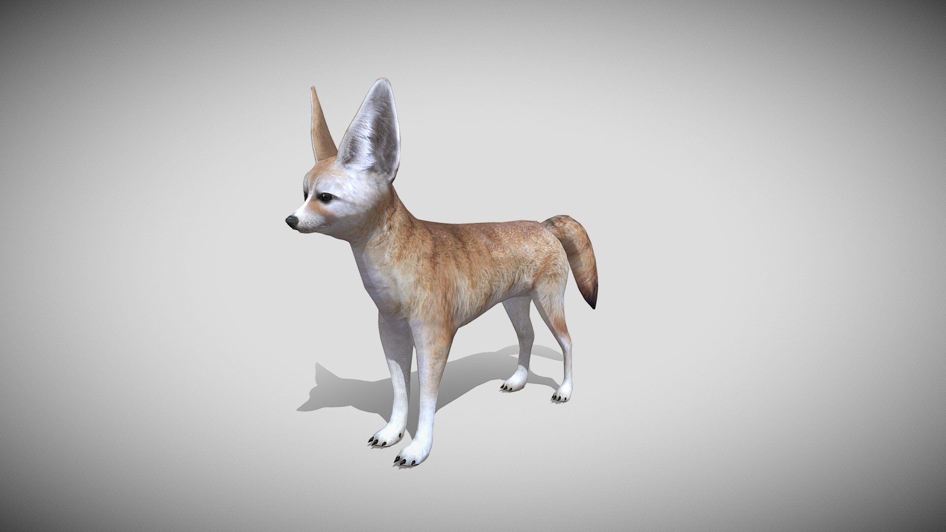 This is a 3d Fennec Fox with 37 different animations and PBR fur texture options, with most of the animations you might need in a game. Efficiently modeled with only 5574 triangles 3d model