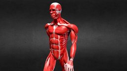 Walk Animation Anatomy Male Muscle RIGED body, anatomy, system, muscle, muscles, rig, bodyscan, walk, animation, human, male, rigged