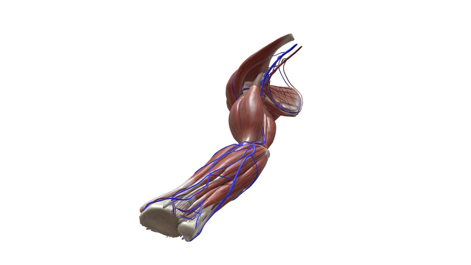 Flexing arm - 3D model by jjyhan585 3d model