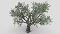 Live Oak Tree-S12 object, tree, plant, oak, live, branch, trunk, nature, highquality, nature-plants, architecture, game, highpoly
