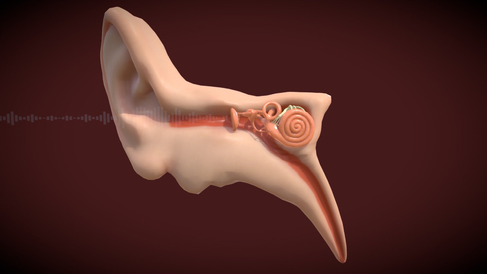 Ear_Anatomy
Ear_drum
Hammer
Anvil
Stirrup
Cochlea
Nerve
Sound wave - Ear Anatomy - Buy Royalty Free 3D model by Deepak_Sharma 3d model