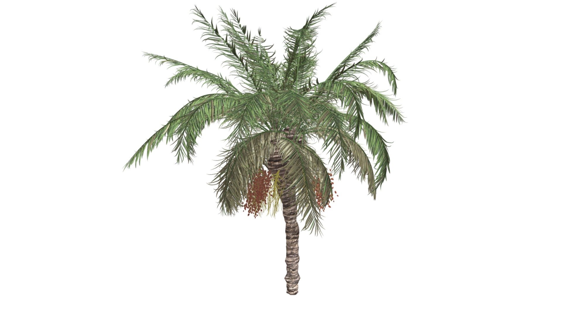 This 3D model of the Date Palm Tree is a highly detailed and photorealistic option suitable for architectural, landscaping, and video game projects. The model is designed with carefully crafted textures that mimic the natural beauty of a real Date Palm Tree. Its versatility allows it to bring a touch of realism to any project, whether it's a small architectural rendering or a large-scale landscape design. Additionally, the model is optimized for performance and features efficient UV mapping. This photorealistic 3D model is the perfect solution for architects, landscapers, and game developers who want to enhance the visual experience of their project with a highly detailed, photorealistic Date Palm Tree 3d model