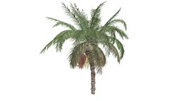 Date Palm Tree #08 tree, plant, realistic, nature, photoreal, palm-tree, date-palm