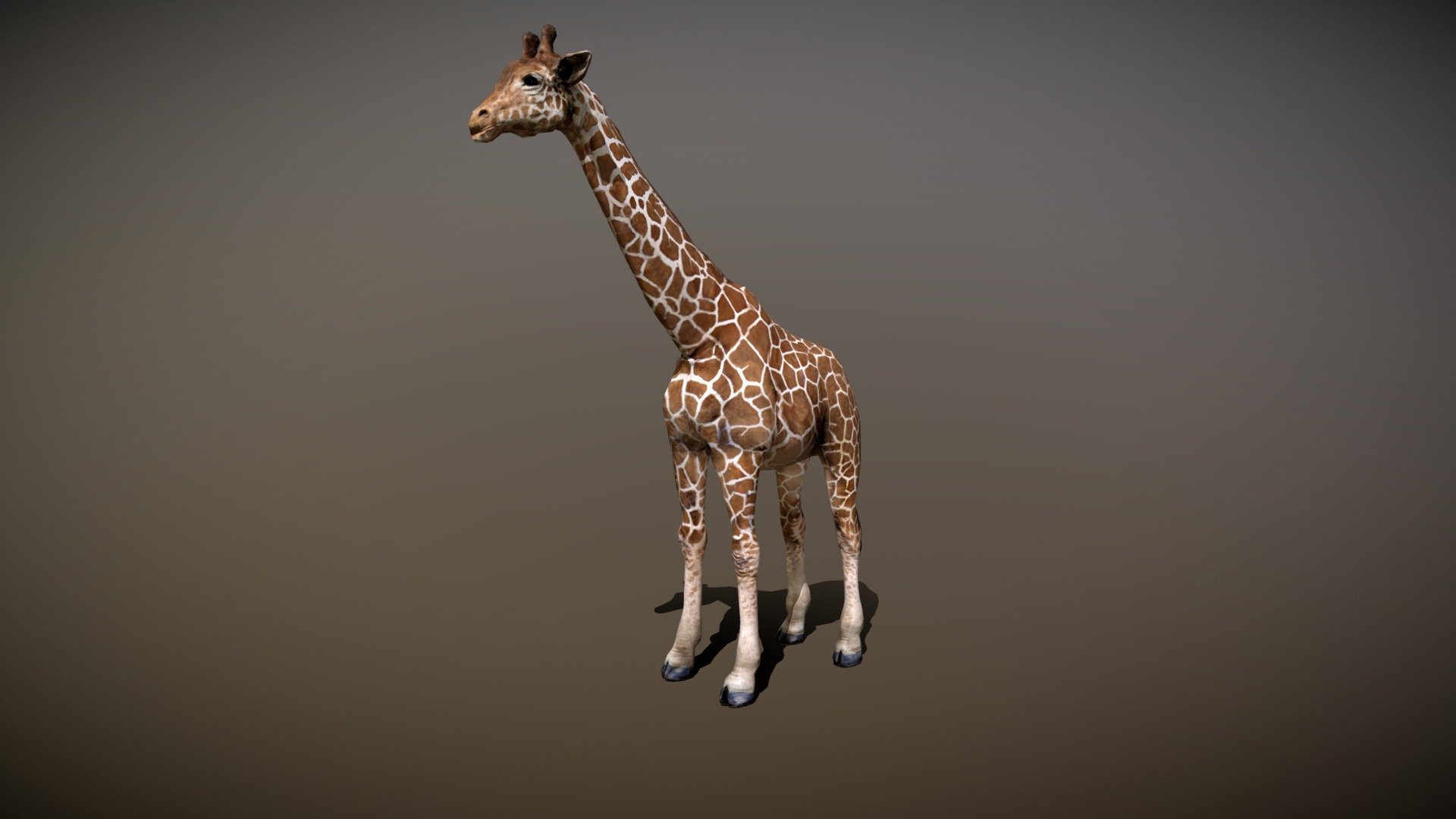 Watch = https://youtu.be/nkl-Q1pTrXM
3D Giraffe Realistic Character fully rigged and motions pack


PACKAGE INCLUDE



High quality model, correctly scaled for an accurate representation of the original object

High Detailed Photorealistic Giraffe, completely UVmapped and smoothable

Many different format like blender, fbx, obj, iclone, dae ETC

Separate Loopable Animations

Height = 15.27 feet

Triangles = 8442

Vertices = 4269

Edges = 12679

Faces = 8442


ANIMATIONS



Idle

Walk

Run

Drink

Eat

Rest


3D PRINTING (OBJ | STL)



Idle

Stand

Walk 1

Walk 2

Walk 3

Run 1

Run 2

Open Mouth

Eat

Drink


NOTE



GIVE CREDIT BILAL CREATION PRODUCTION

SUBSCRIBE YOUTUBE CHANNEL = https://www.youtube.com/BilalCreation/playlists

FOLLOW OUR STORE = https://sketchfab.com/bilalcreation/models

LIKE AND GIVE FEEDBACK ON THE MODEL


CONTACT =  https://sites.google.com/view/bilalcreation/contact-us

ORDER      =  https://sites.google.com/view/bilalcreation/order - Giraffe with Animation - Buy Royalty Free 3D model by Bilal Creation Production (@bilalcreation) 3d model