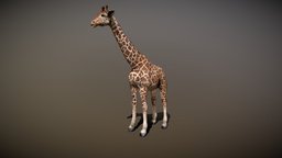 Giraffe with Animation giraffe, wild, with, african, fur, safari, realistic, nature, hoof, savannah, giraffe-skull-photogrammetry, giraffes, 3d, animation, gameready, giraffe-polygonal-animal-savannah, giraffe3d, giraffeskeleton, giraffehoed, vertebrated