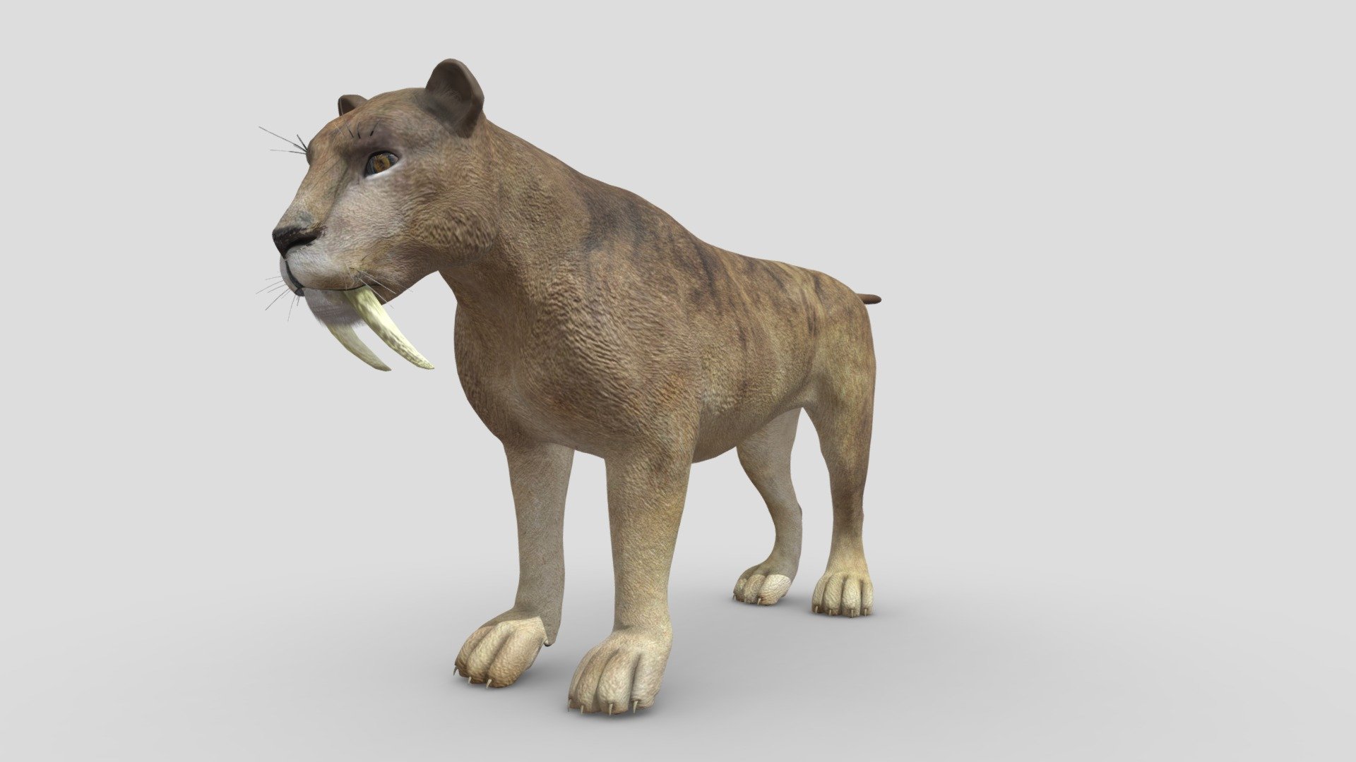 This Sabertooth model has Diffuse and Bump maps (3000x3000).

For use in anything that you would need a bigcat base mesh. Fine fiber effect and Realistic diffuse material.

Very fast rendering – Ready for sculpting.Accurate quad-poly mesh is good for turbosmoothing. Ready for 3d pose rig and animation. Thank you!
 - Sabertooth - 3D model by 1225659838@qq.com (@Novaky) 3d model