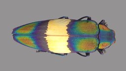 Chrysochroa toulgoeti
