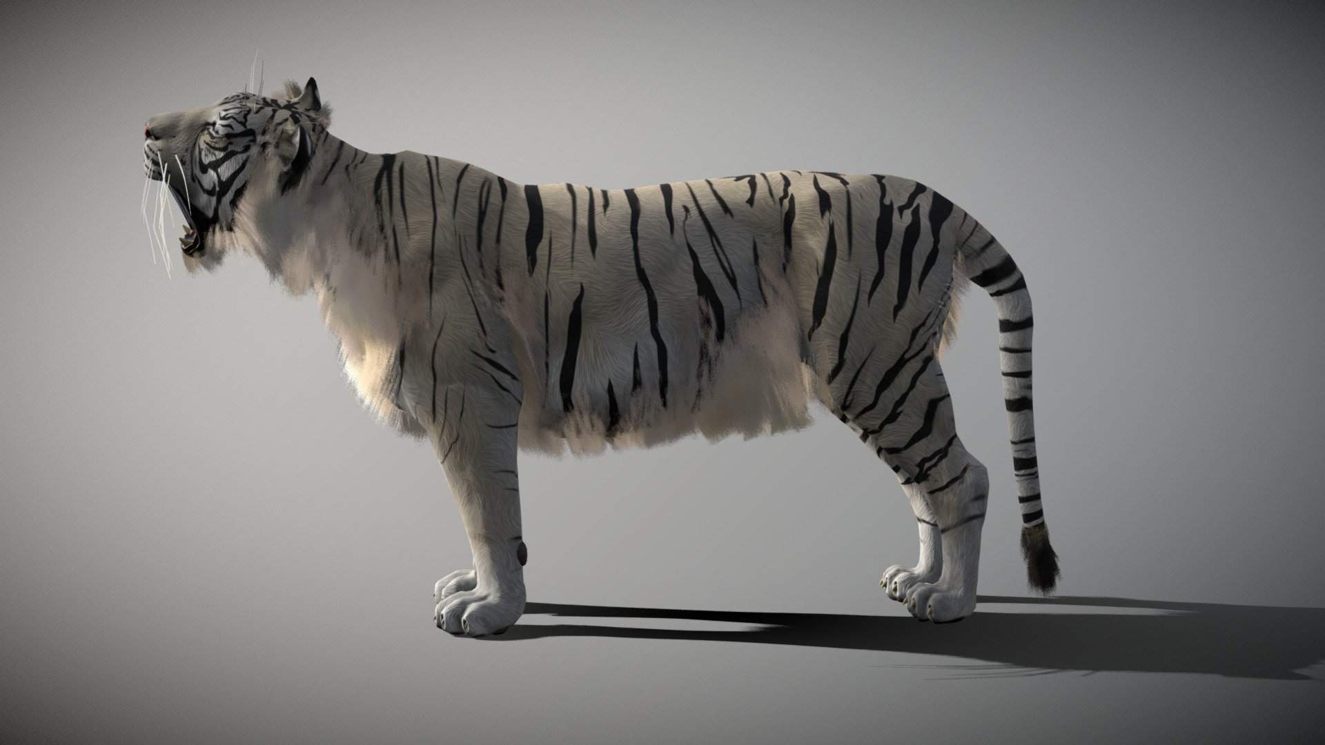 Tiger created in blender, zbrush and substance painter Textures 4096 * 4096 5 animations: walk cycle, run cycle, roar, leftattack and right attack original blender file linked

Wiki: The tiger (Panthera tigris) is the largest living cat species and a member of the genus Panthera. It is most recognisable for its dark vertical stripes on orange fur with a white underside. An apex predator, it primarily preys on ungulates such as deer and wild boar. It is territorial and generally a solitary but social predator, requiring large contiguous areas of habitat, which support its requirements for prey and rearing of its offspring. Tiger cubs stay with their mother for about two years, then become independent and leave their mother’s home range to establish their own - White Tiger - Buy Royalty Free 3D model by creatureFab (@3dCoast) 3d model