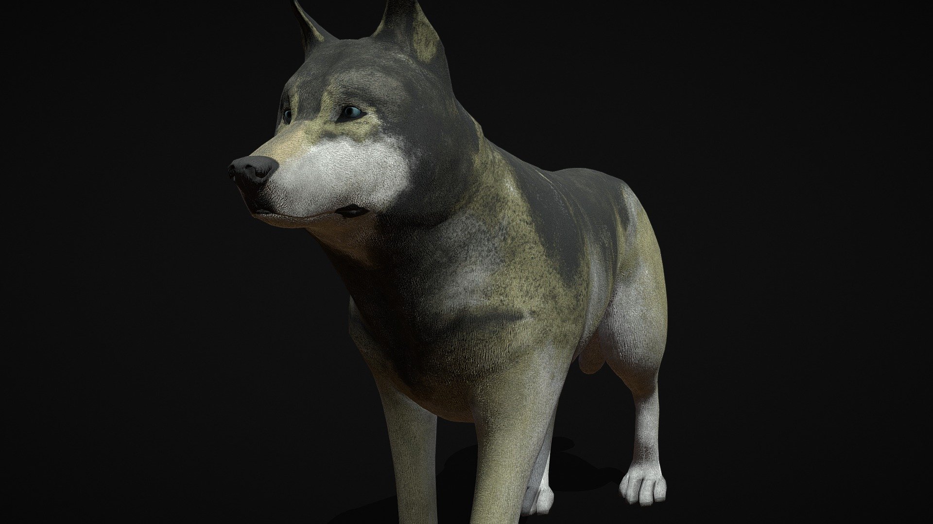 An gray realistic wolf with UVs.

Includes ten diferent animations with four shape keys for the facial expressions.

Two materials.
A material for the body with textures resolution of 8192x8192 and a material for the eye with textures resolution of 812x812.

Sculpted in blender and texturing in gimp 3d model