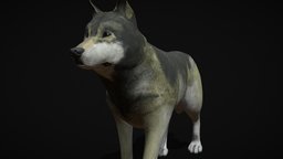 Grey realistic wolf gray, realistic, blender, creature, animal, wolf, gimp