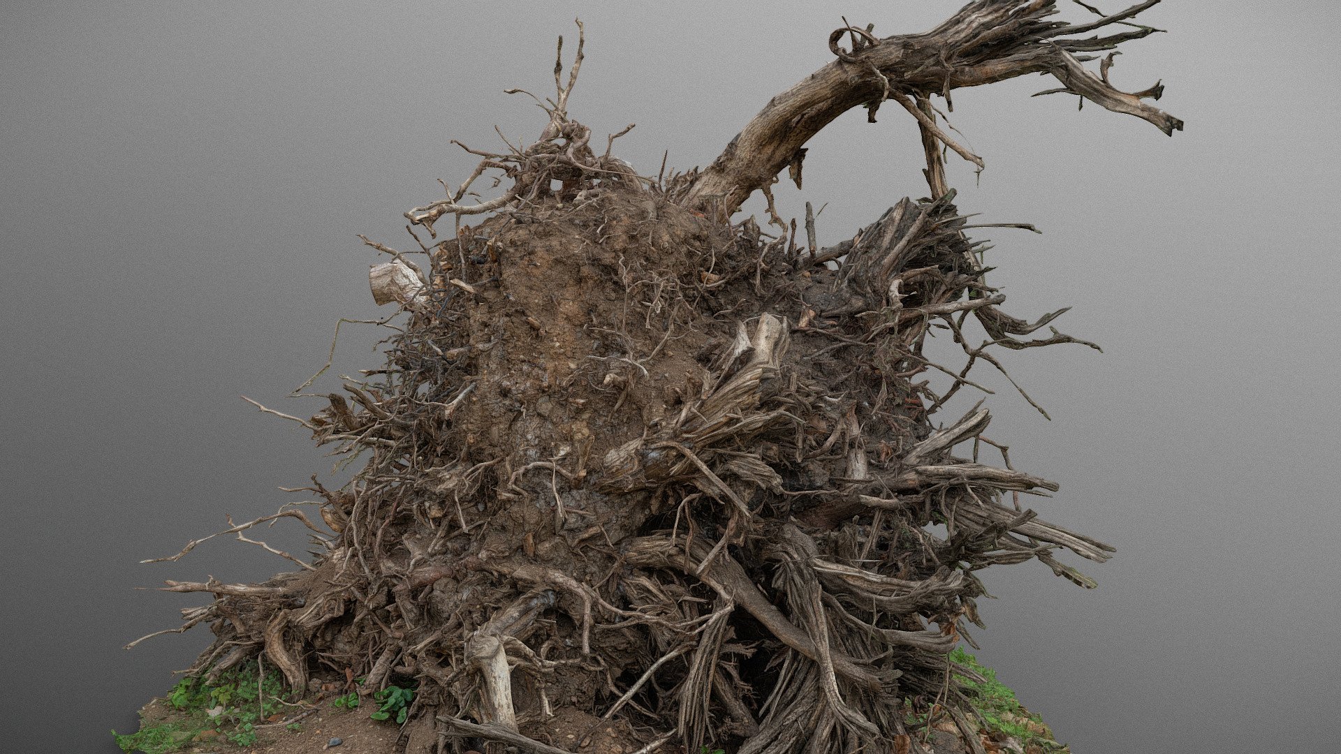 Uprooted fallen deciduous  tree stump in forest, double tree trunks with detailed roots and heap of soil

photogrammetry scan (36MP x 350 photos, 5x8K texture) + HD normals - Large uprooted stump - Buy Royalty Free 3D model by matousekfoto 3d model