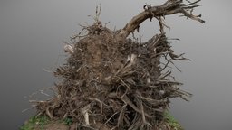 Large uprooted stump tree, forest, flower, 3d-scan, medieval, broken, fallen, cut, leaf, trunk, 3d-scanning, roots, authentic, crushed, medievalfantasyassets, photoscan, photogrammetry, gameasset, wood, uprooted, cut-tree