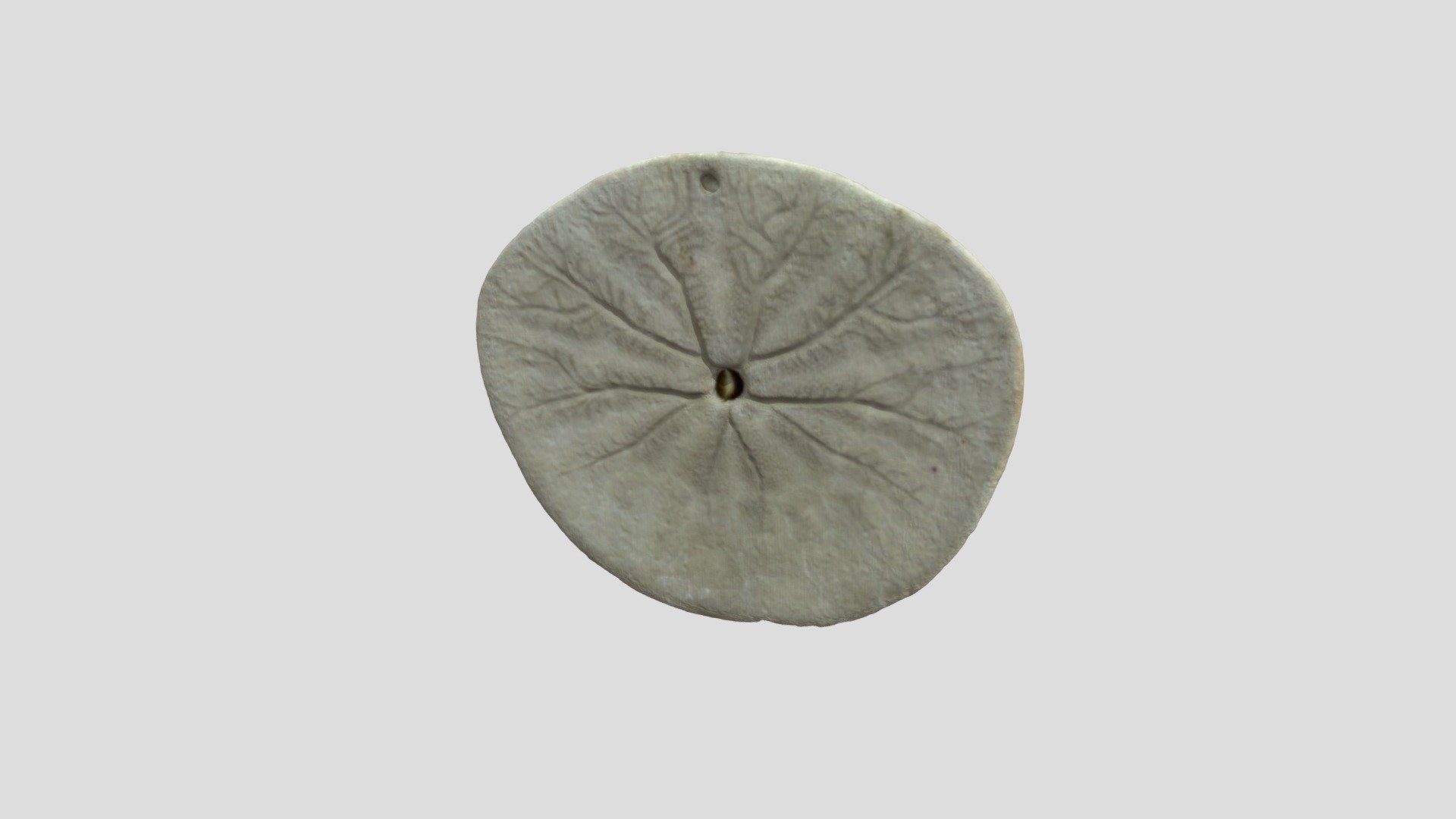 Sand dollars (also known as a sea cookie or snapper biscuit in New Zealand, or pansy shell in South Africa) are species of flat, burrowing sea urchins belonging to the order Clypeasteroida.
Sand dollars possess a rigid skeleton called a test. The test consists of calcium carbonate plates arranged in a fivefold symmetric pattern.
This one was found on the beach of the coast in Oregon, USA.
Scanned with EinScan-SE, medium resoution mesh, further decimated to reduce size below 100Mb 3d model