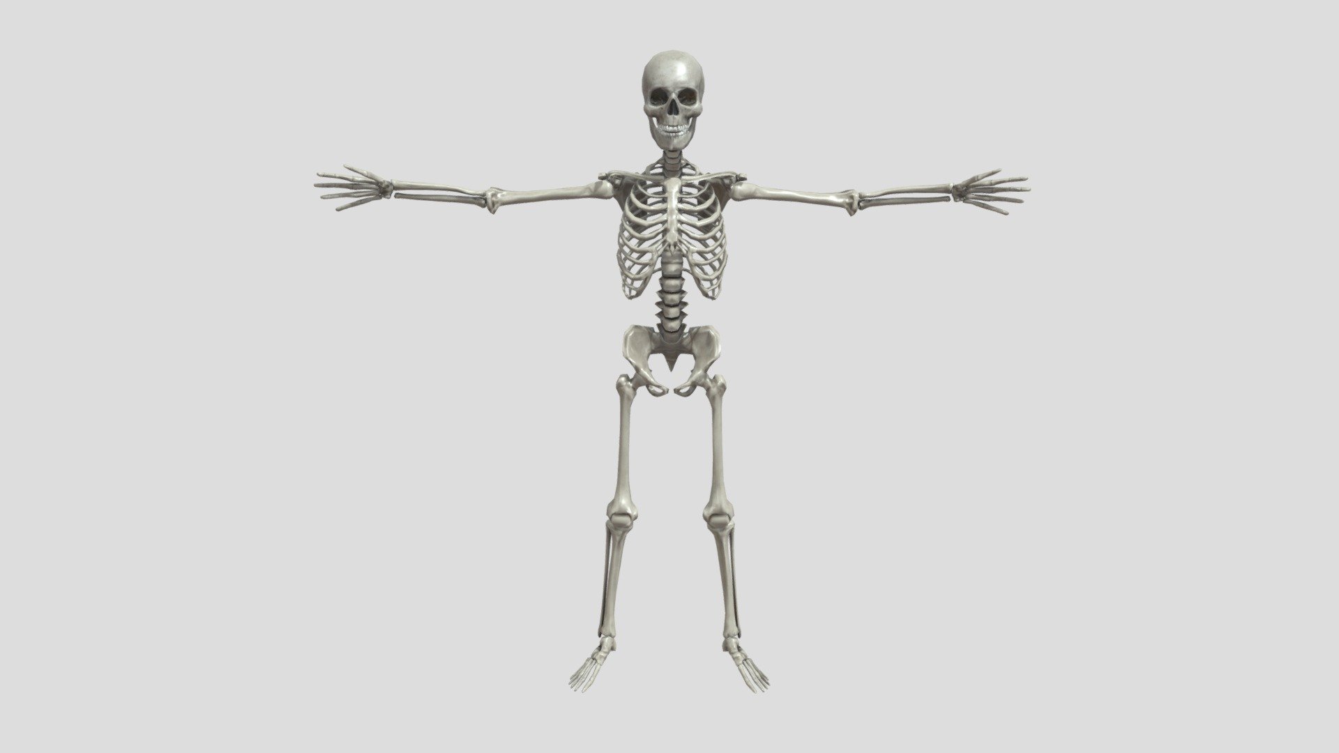 Human Skeleton Medical Art Reference 3D Model；medicine - Human Skeleton Medical Art Reference 3D Model - Buy Royalty Free 3D model by Jackey&Design (@1394725324zhang) 3d model